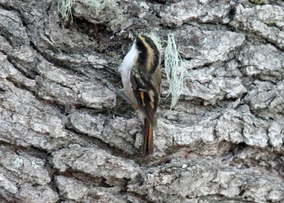 File:Aphrastura spinicauda, southern Argentina 1.jpg