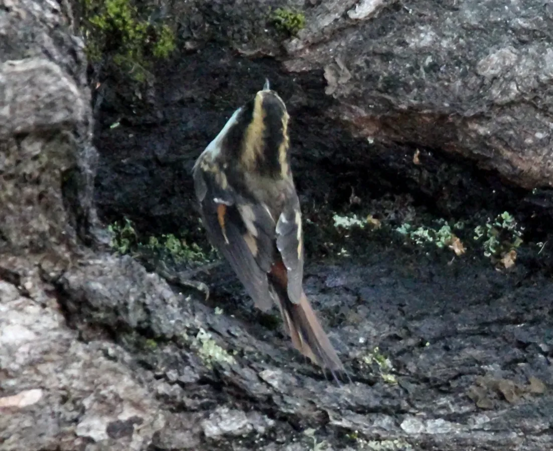 File:Aphrastura spinicauda, southern Argentina 2.jpg