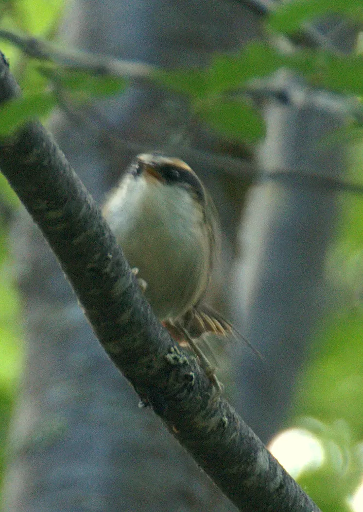 File:Aphrastura spinicauda, Chile 2.jpg