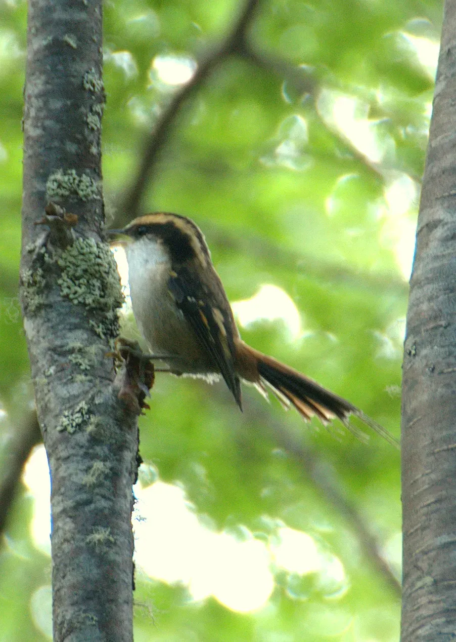 File:Aphrastura spinicauda, Chile 3.jpg