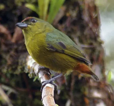 File:Euphonia-gouldi-3.jpg
