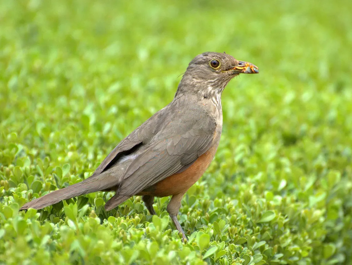 File:Turdus rufiventris-2.jpg