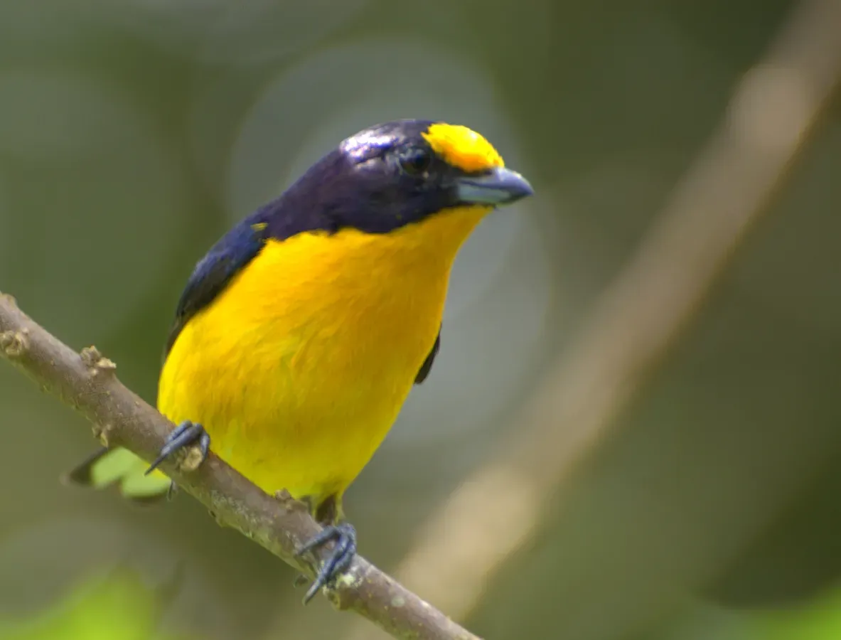 File:Euphonia violacea-3.jpg