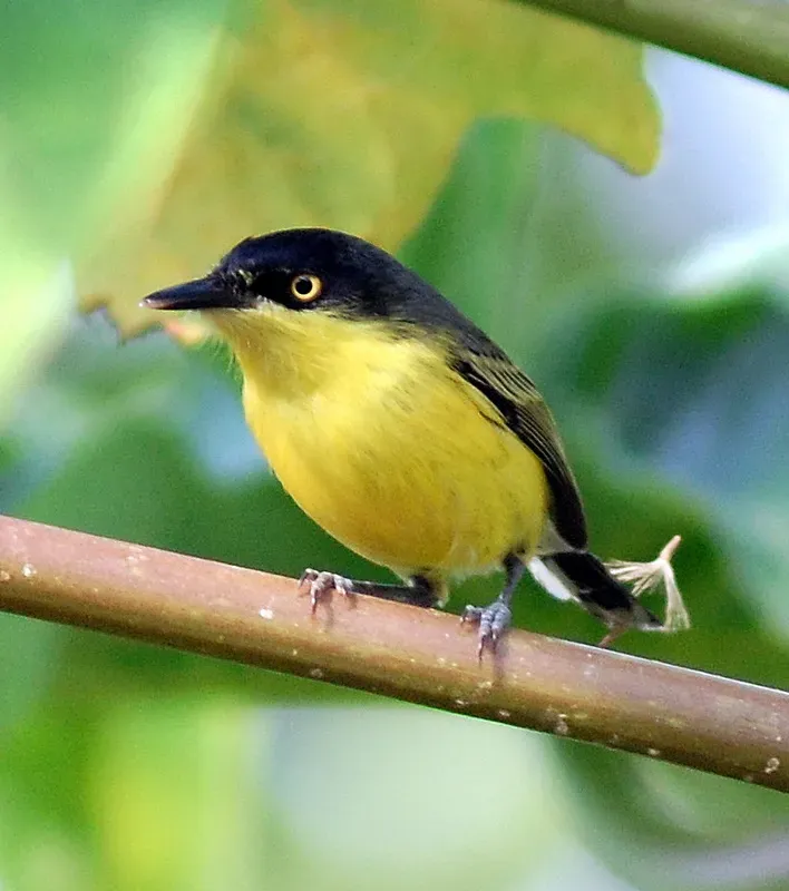 File:Todirostrum cinereum.jpg