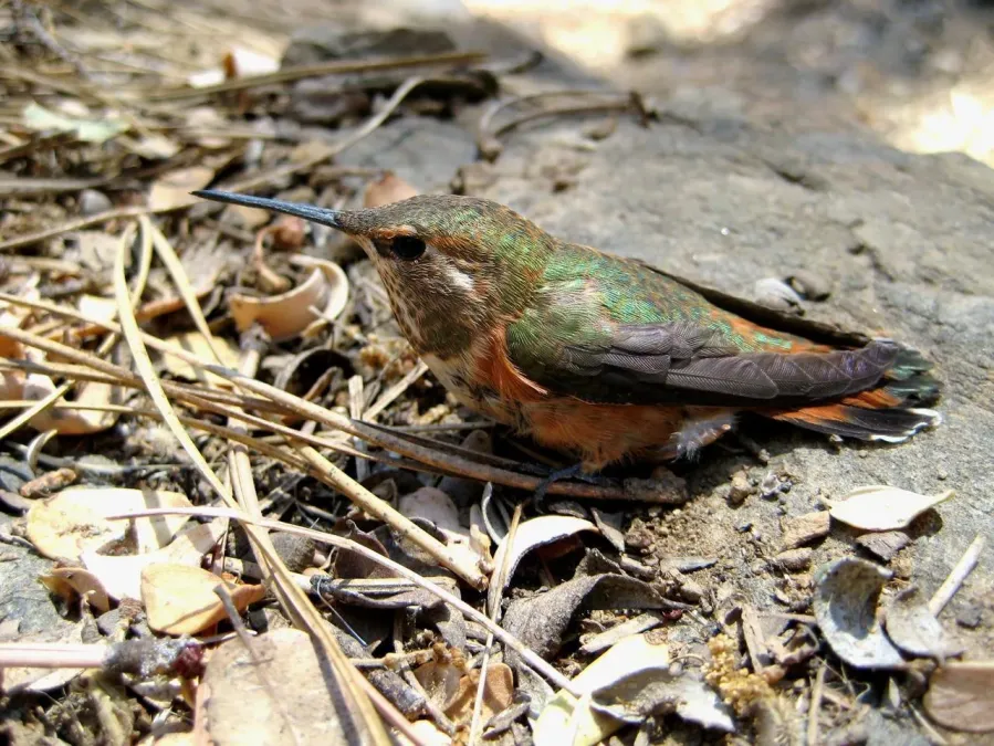 File:Selasphorus rufus-2.jpg