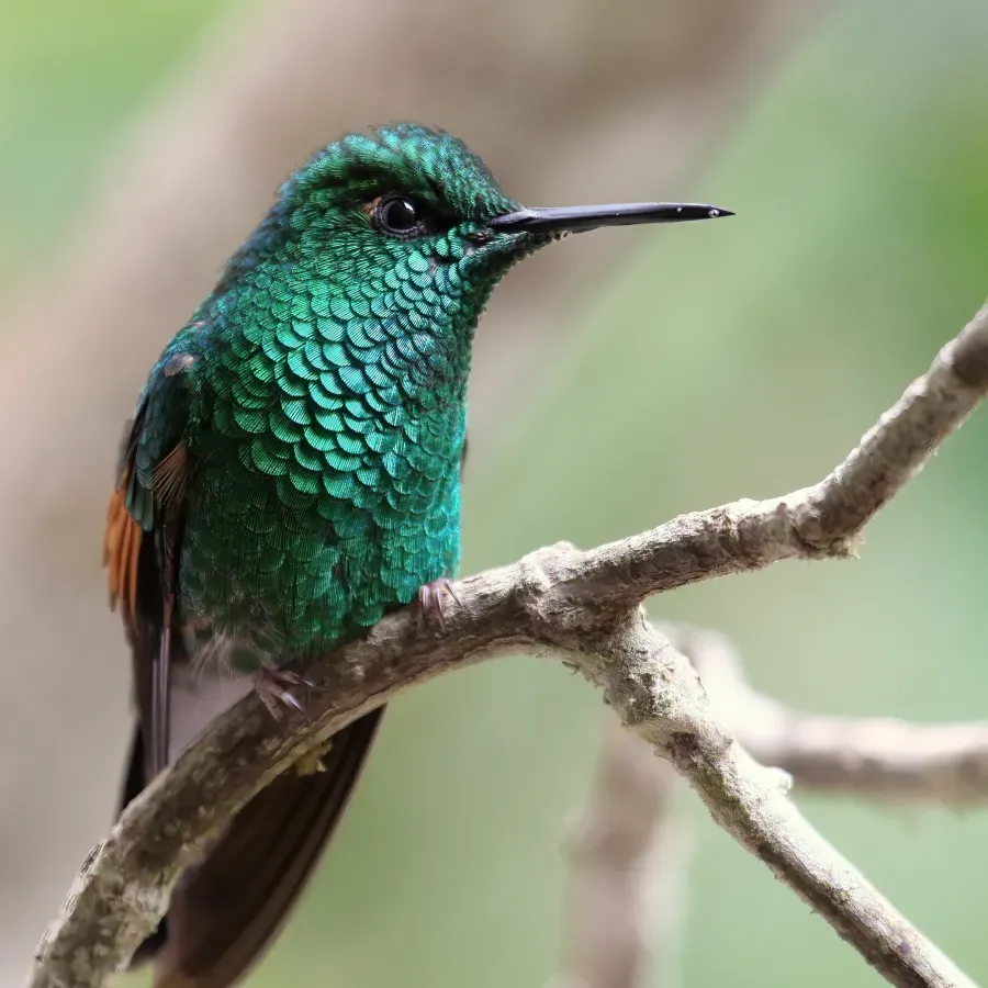 File:Eupherusa eximia Santa Elena.JPG