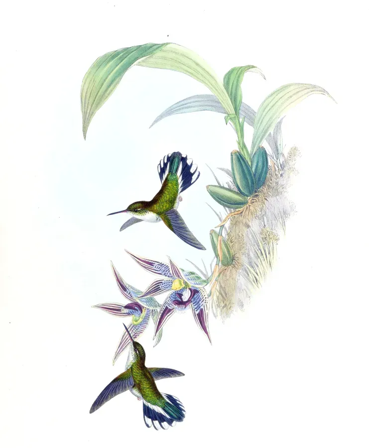 File:Phlogophilus hemileucurus + Paphinia cristata - Gould - Humm. 161.jpg