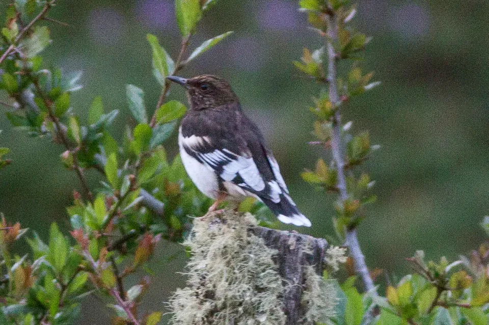 File:Ridgwayia pinicola, Colima, Mexico.jpg