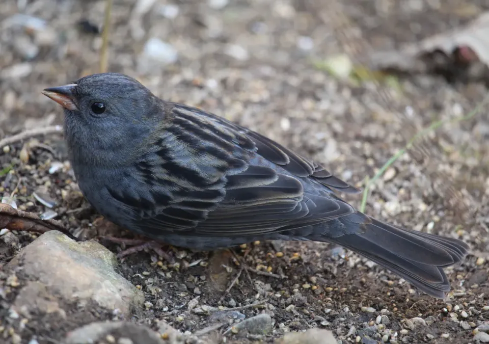File:Emberiza variabilis (male).JPG