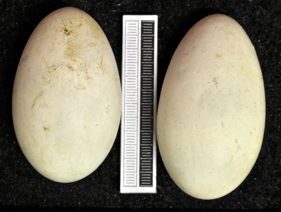 File:Phalacrocorax capillatus MWNH 0529.JPG