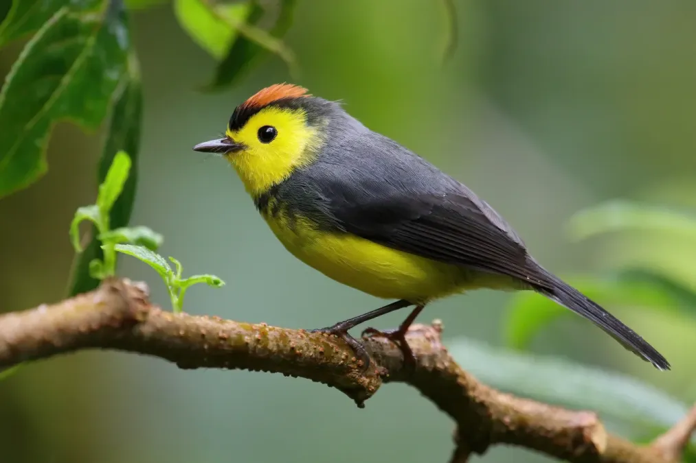 File:Myioborus torquatus Santa Elena.JPG