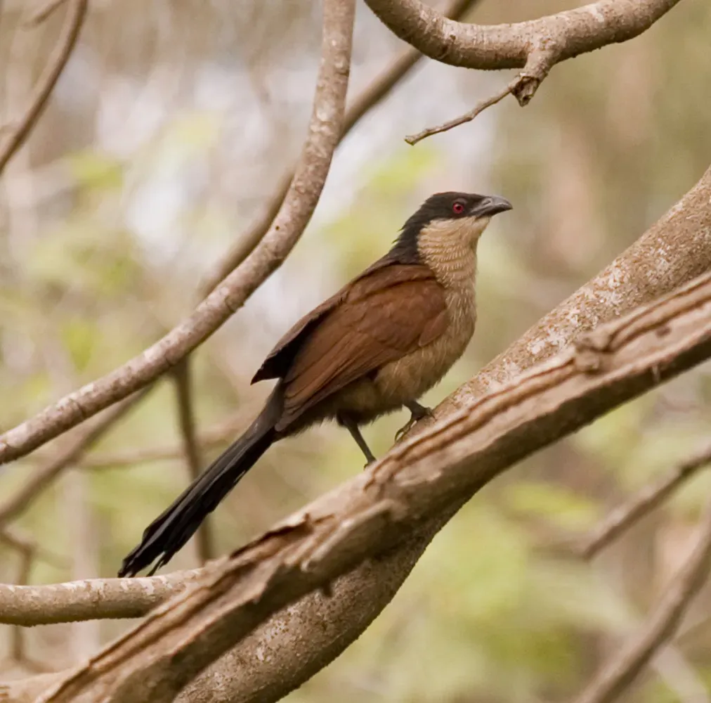 File:Senegal Coucal -Centropus senegalensis -on tree.jpg