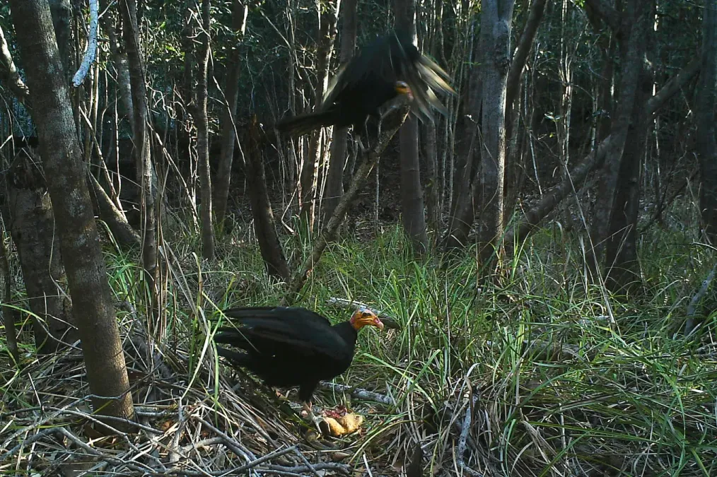 File:Greater yellow-headed Vulture (Cathartes melambrotus).JPG