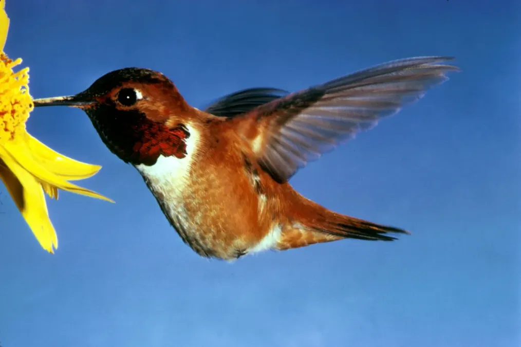 File:Selasphorus rufus1.jpg