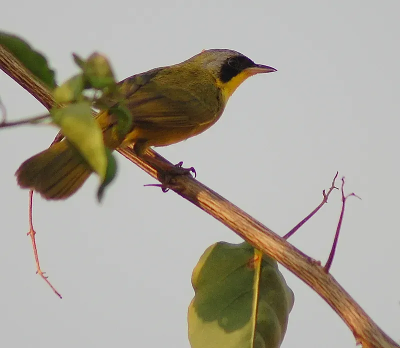 File:Geothlypis velata, Piraju-SP, Brazil.jpg