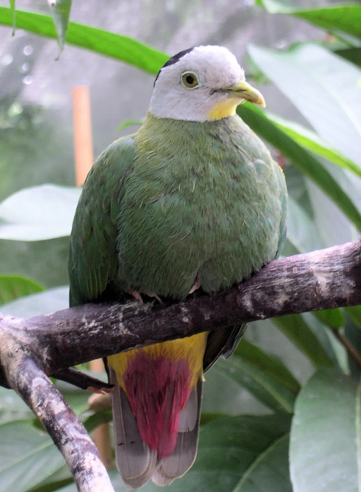 File:Ptilinopus melanospilus male.jpg