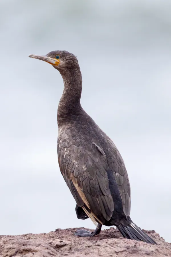 File:Phalacrocorax capensis - Namib 2013.jpg