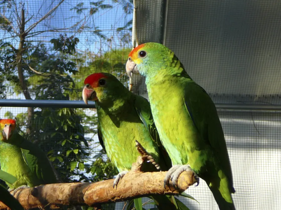 File:Red-browed Amazon (Amazona rhodocorytha)2.jpg