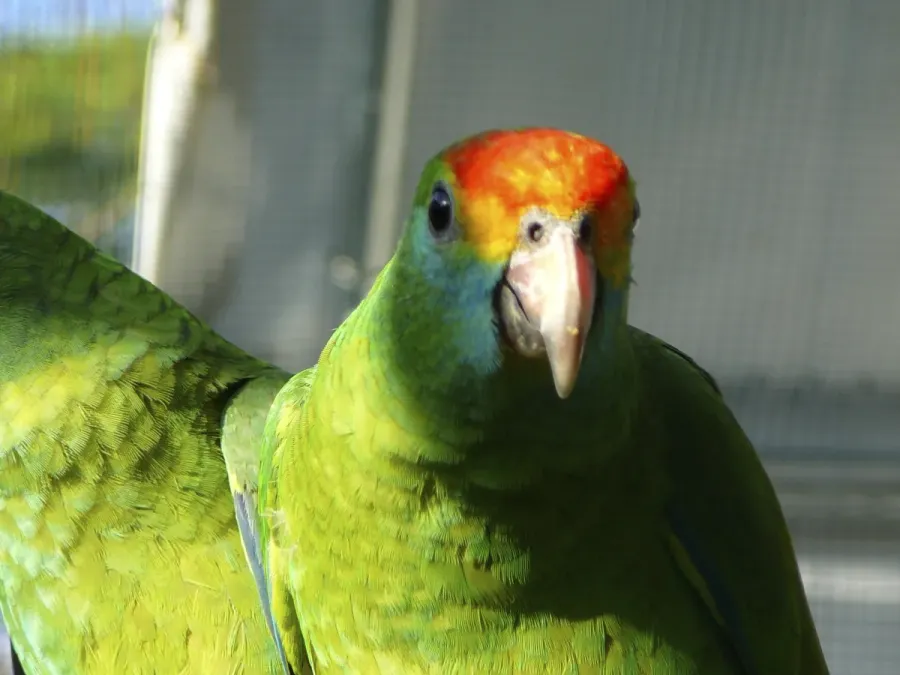 File:Red-browed Amazon (Amazona rhodocorytha) -zoo3.jpg