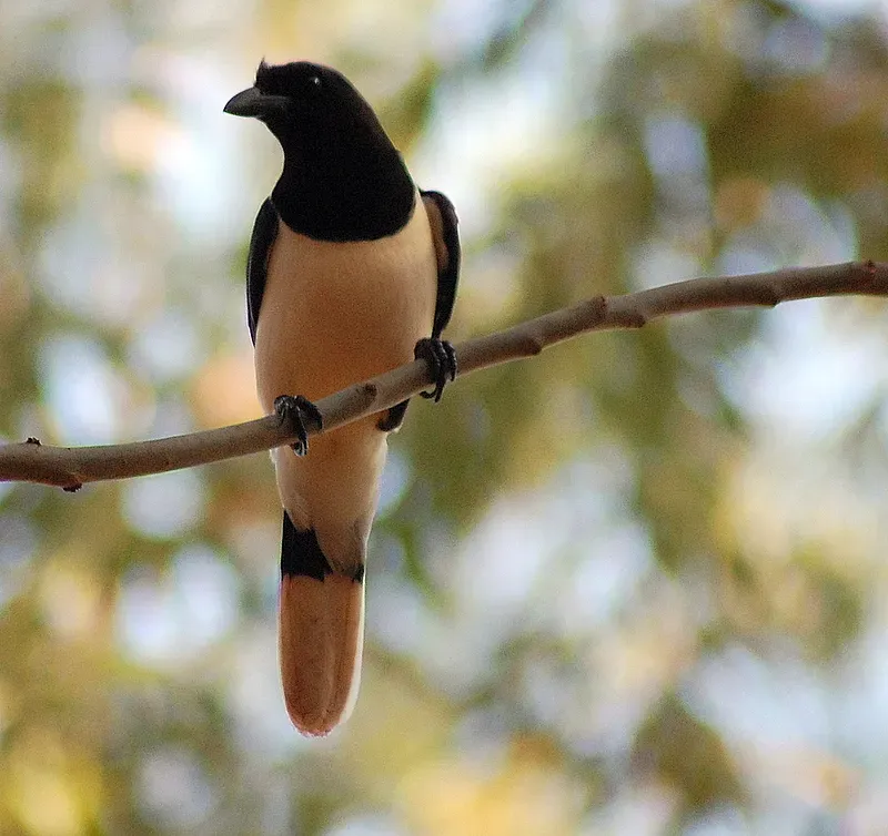 File:Cyanocorax cristatellus-2.jpg