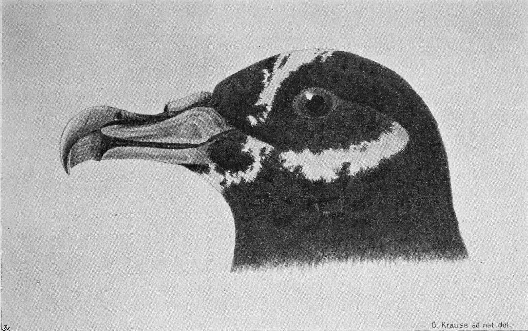 File:Procellaria conspicillata head.jpg