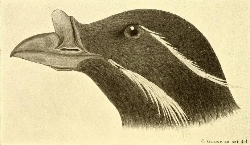 File:Cerorhinca monocerata head.jpg
