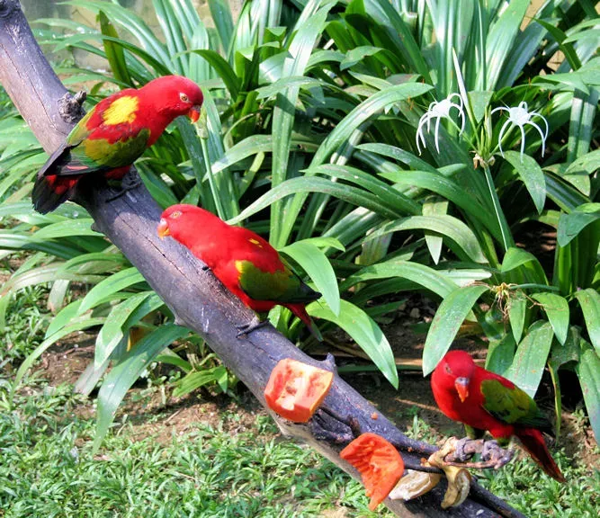 File:Yellow-backed Lorikeet (Lorius garrulus) -Kuala Lumpur Bird Park3.jpg