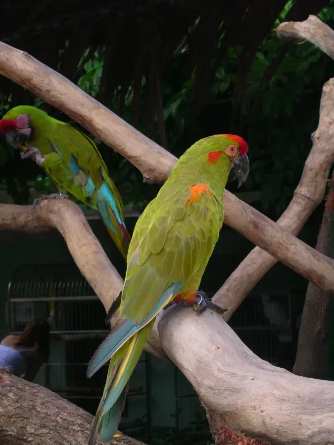 File:Red-fronted Macaw (Ara rubrogenys) -on branch.jpg