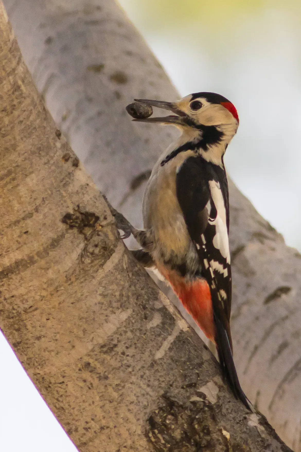 File:Dendrocopos syriacus.jpg