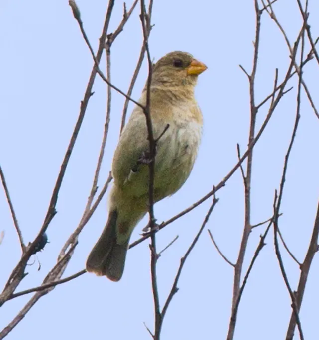 File:Sporophila beltoni - Tropeiro seedeater (female).JPG