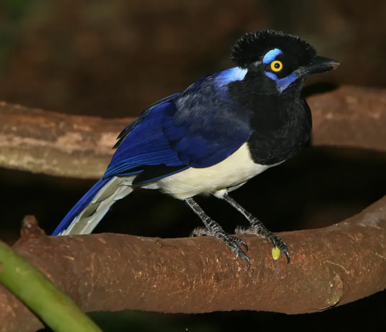 File:Cyanocorax chrysops 001 1280.jpg