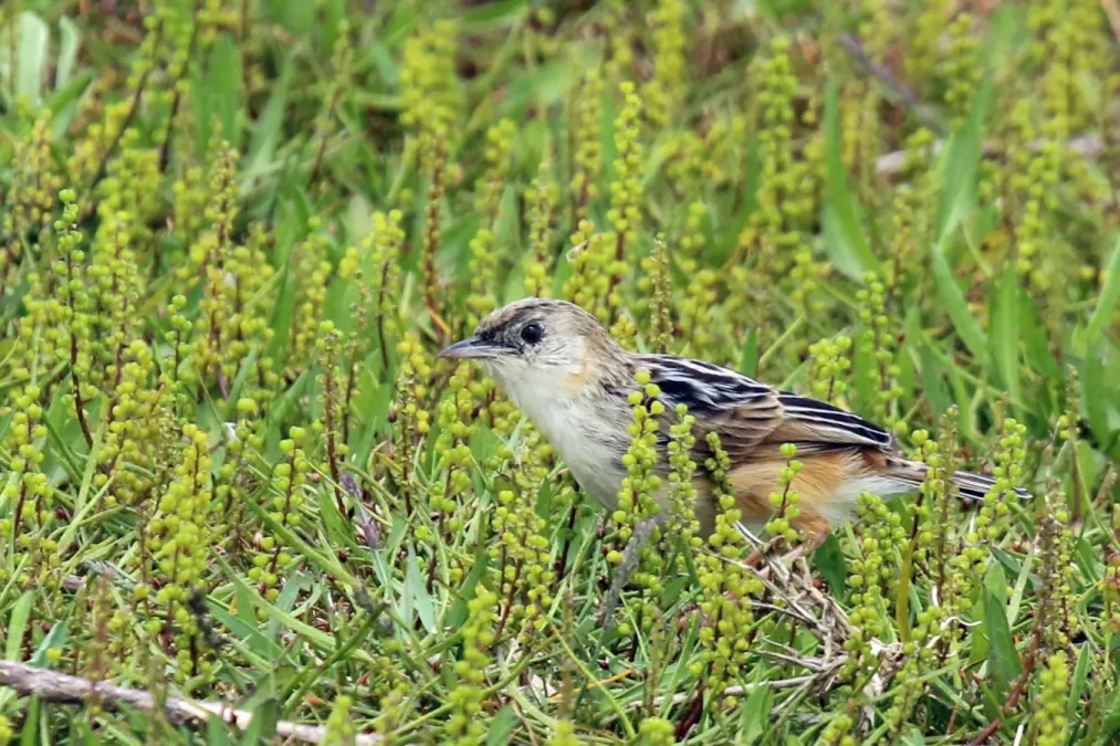 File:Croaking cisticola (Cisticola natalensis).jpg
