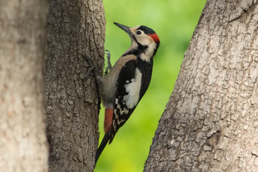 File:Dendrocopos syriacus, Israel 7.jpg