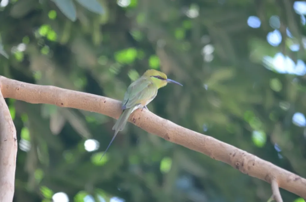 File:Merops viridissimus cleopatra at Elephantine Island, Aswan, Egypt 2.jpg