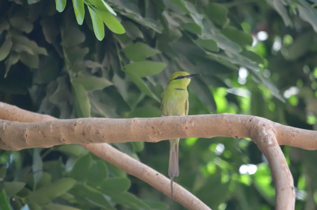 File:Merops viridissimus cleopatra at Elephantine Island, Aswan, Egypt 1.jpg