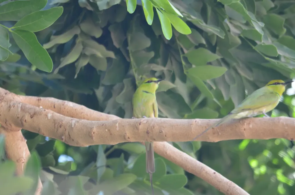 File:Merops viridissimus cleopatra at Elephantine Island, Aswan, Egypt 3.jpg
