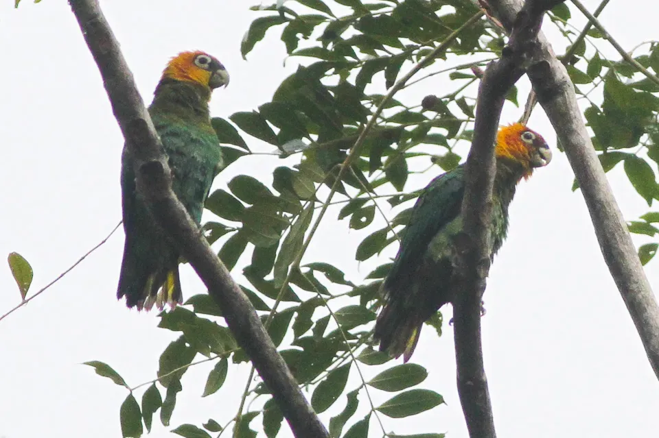 File:Saffron-headed Parrot (Pyrilia pyrilia) (8079746799).jpg