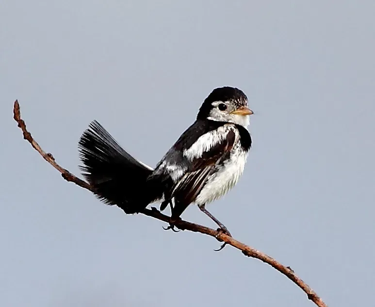 File:Alectrurus tricolor - Cock-tailed Tyrant (male).JPG