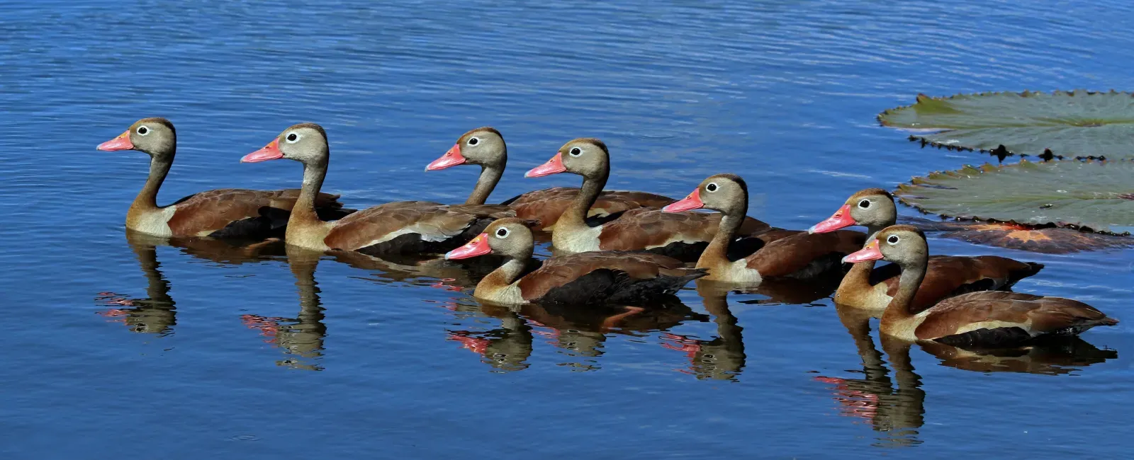 File:Black-bellied whistling ducks (Dendrocygna autumnalis).jpg