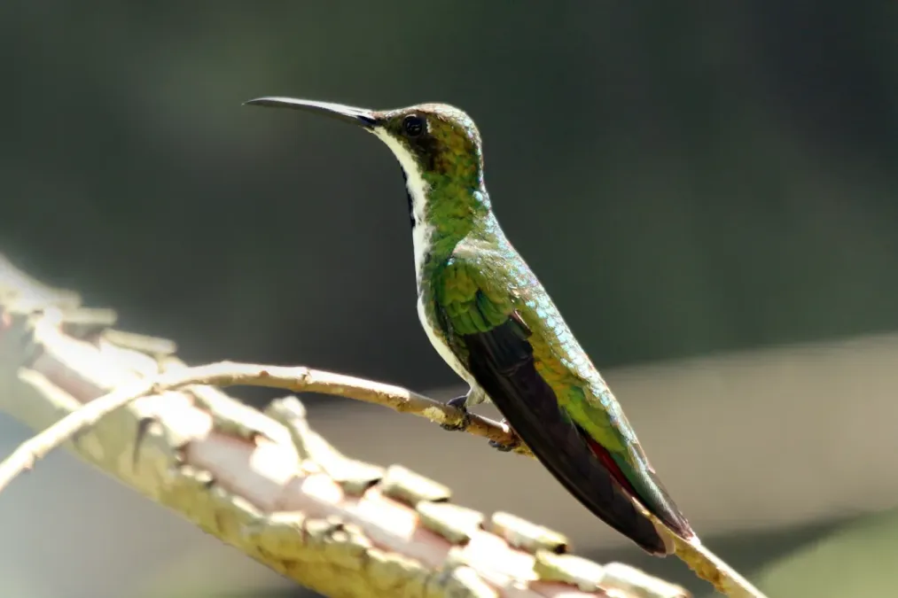 File:Black-throated mango (Anthracothorax nigricollis) female.jpg