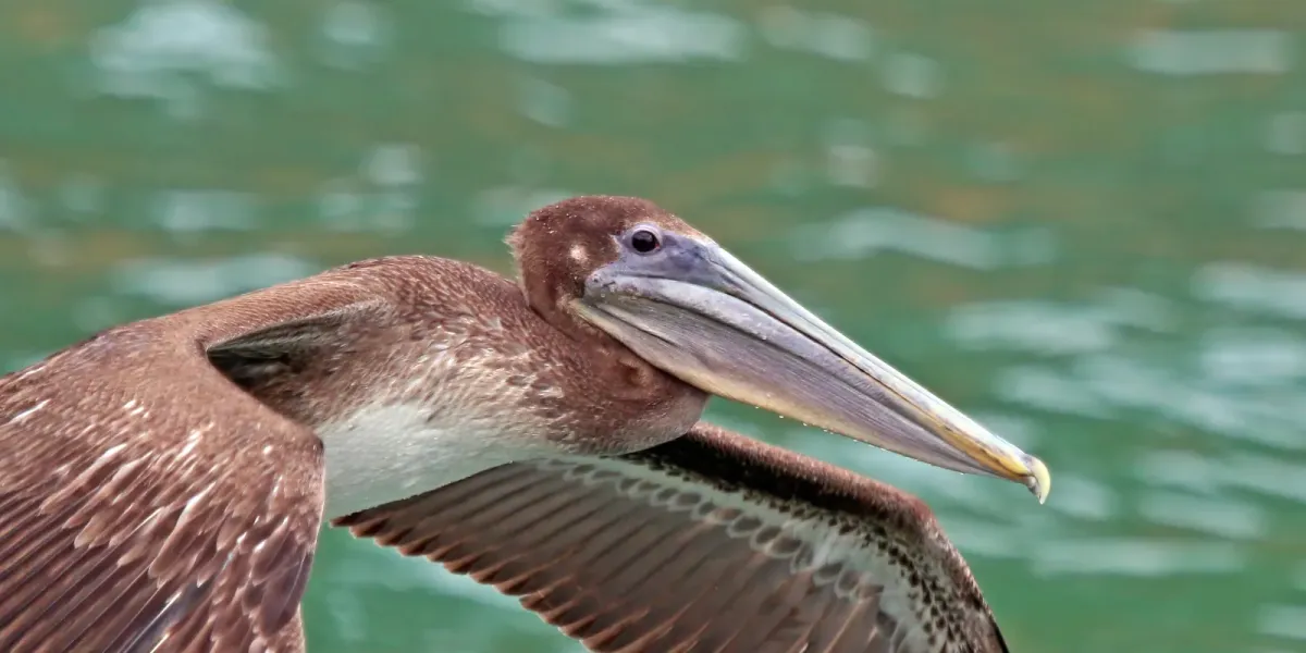 File:Brown pelican (Pelecanus occidentalis occidentalis) immature.jpg