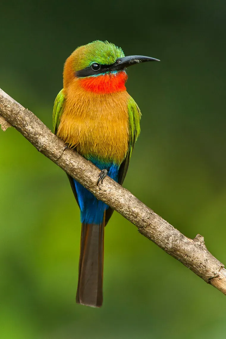 File:Merops bulocki frenatus.jpg