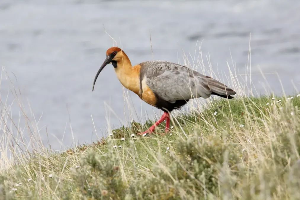 File:Black-faced Ibis (Theristicus melanopis).jpg