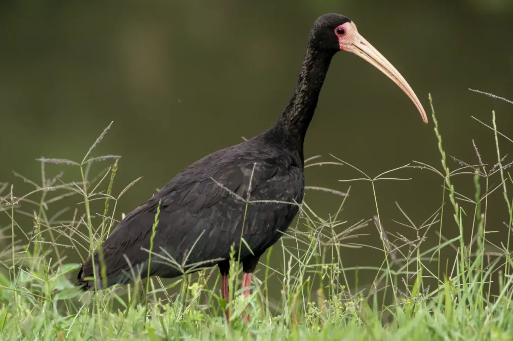 File:Bare-faced Ibis (Phimosus infuscatus).jpg