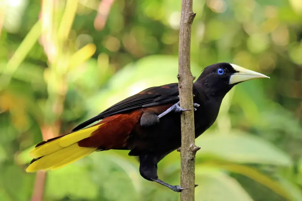 File:Crested oropendola (Psarocolius decumanus insularis).jpg