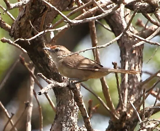 File:Phacellodomus rufifrons - Rufous-fronted thornbird.JPG