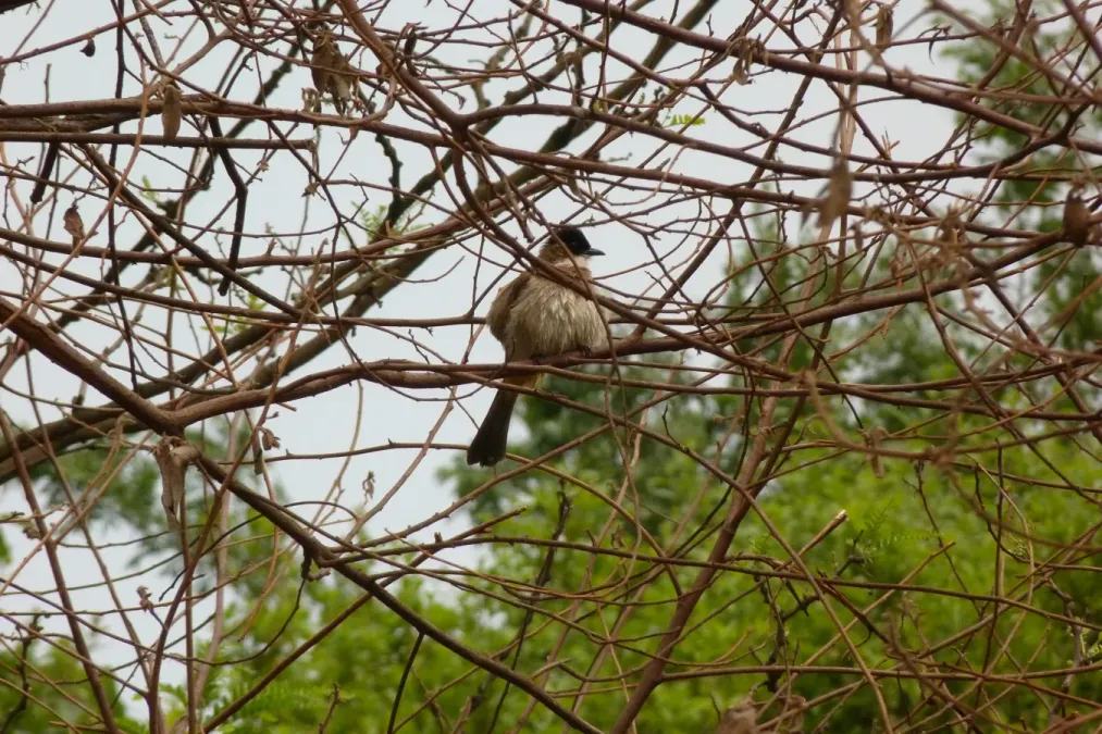 File:Pycnonotus xanthorrhous (8637425382).jpg