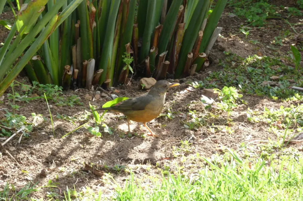 File:Turdus olivaceus (8452233207).jpg