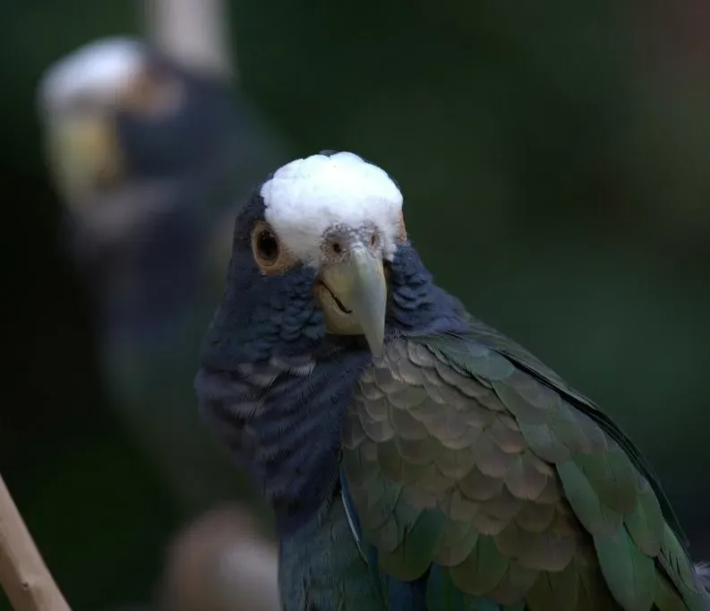 File:White-crowned Parrot (Pionus senilis) -upper body2.jpg