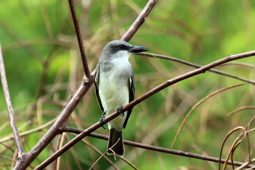 File:Grey kingbird (Tyrannus dominicensis vorax).jpg